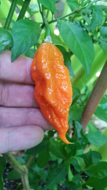 Bhut Jolokia Ghost - Seeds - The Pepper Pantry (Formerly Marie Sharp's)